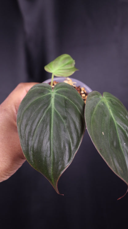 Philodendron micans *Grower's Choice*