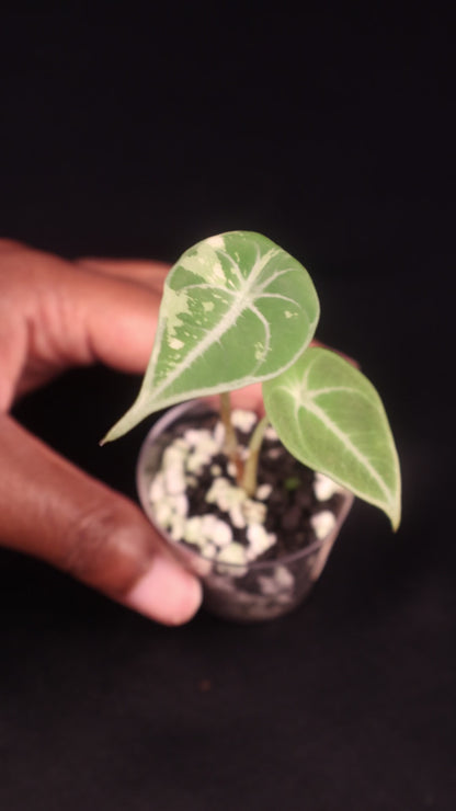 Alocasia Black Velvet Pink Albo - A