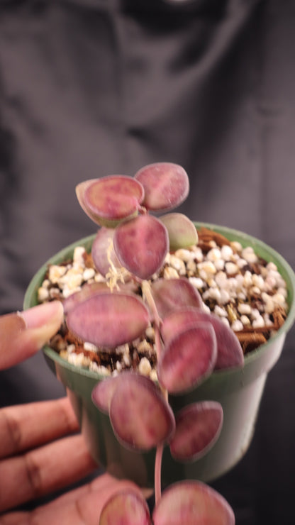 Hoya burtoniae (m11-A)