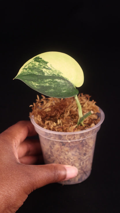 Scindapsus Jade Satin Variegated - B