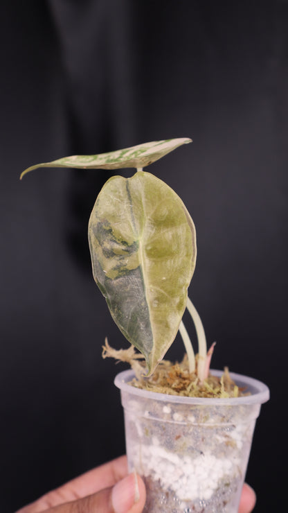 Alocasia 'Sedenii' gold (m04-A)