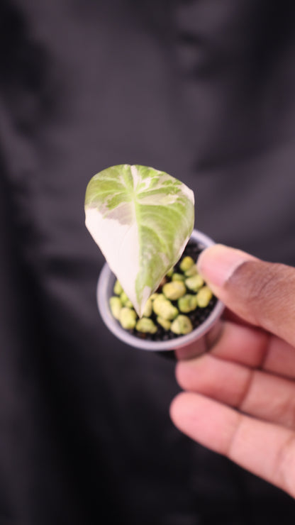 Alocasia Regal Shield albo (m12-B)