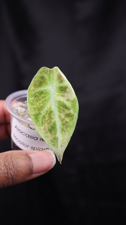 Alocasia reginula 'Ninja' tricolor splash (m02-B)