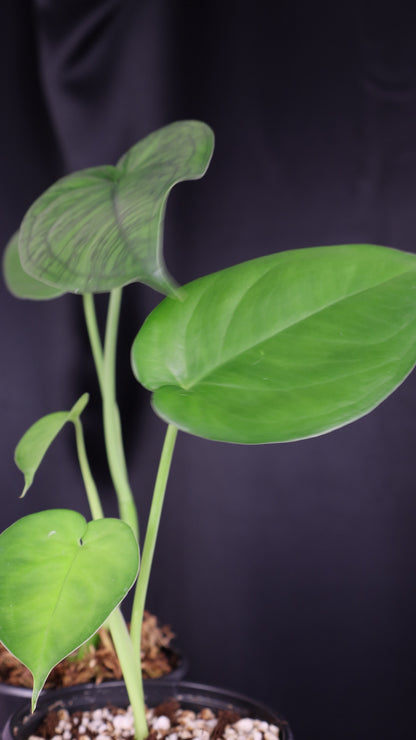 Syngonium chiapense *Grower's Choice*