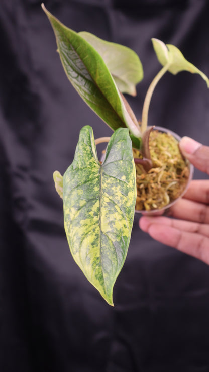 Alocasia scalprum aurea (m11-A)