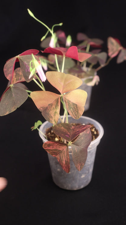 Oxalis triangularis variegated - Grower's Choice