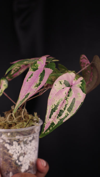 Dioscorea filiformis 'Gamma Ray' (m04-A)