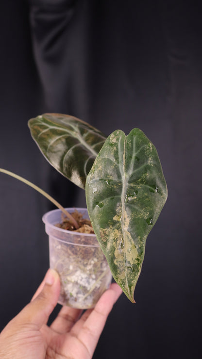 Alocasia 'Sedenii' gold (m04-B)