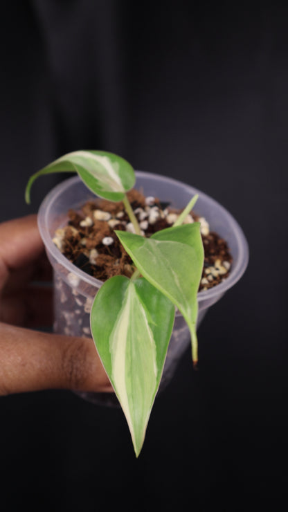 Philodendron hederaceum 'Rio' (m04-B)