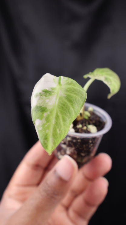 Alocasia Regal Shield albo (m01-A)