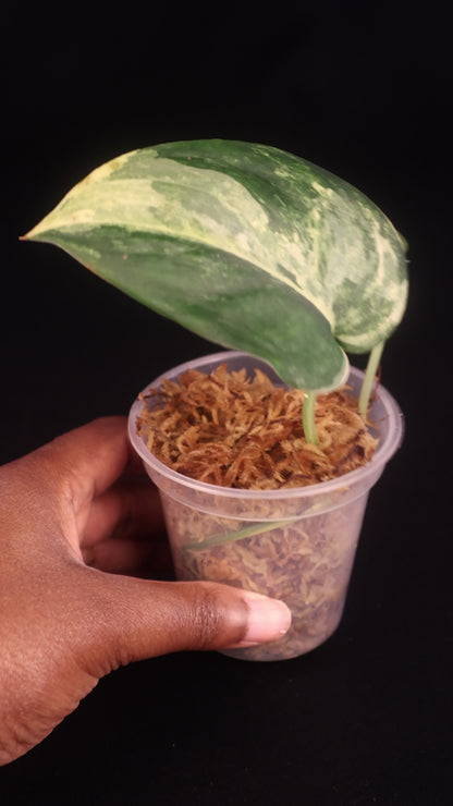 Scindapsus Jade Satin Variegated - A