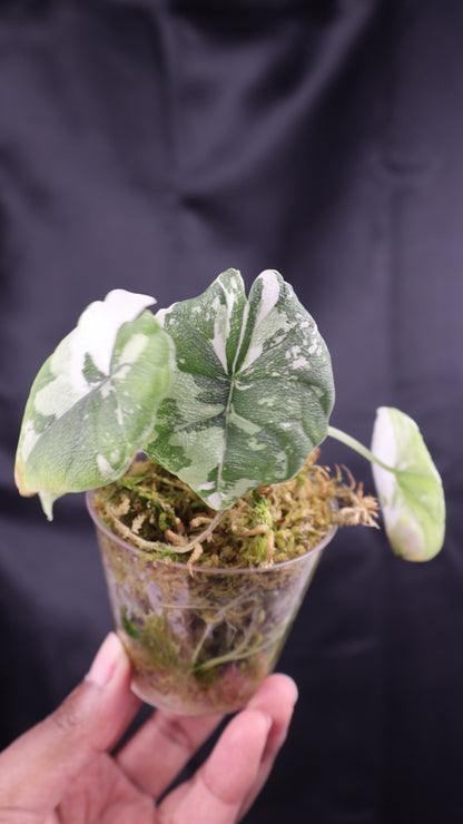Alocasia melo albo (m11-A)