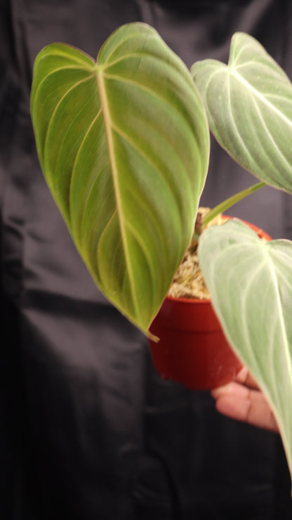 Philodendron 'Glorious' (m11-A)