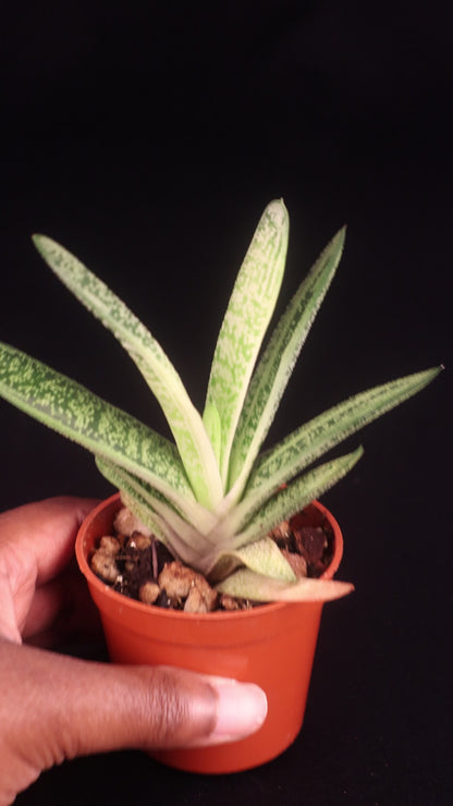 Gasteria NOID (Ox Tongue Plant) - A