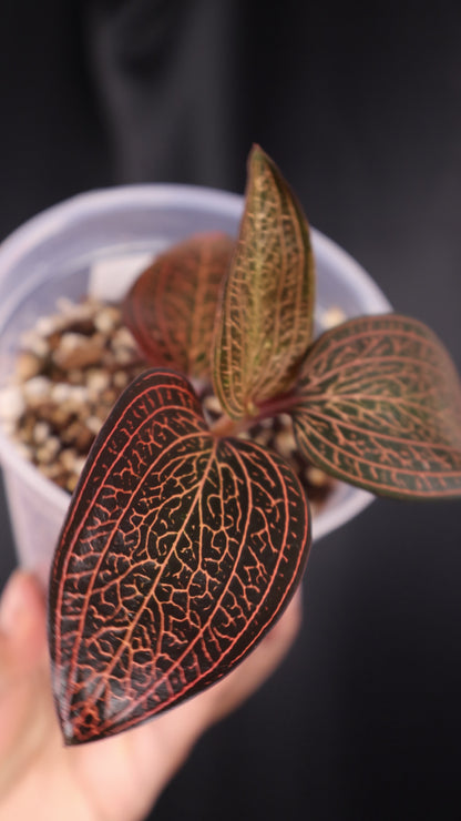 Ludisia 'Dragon Fire' *Grower's Choice*