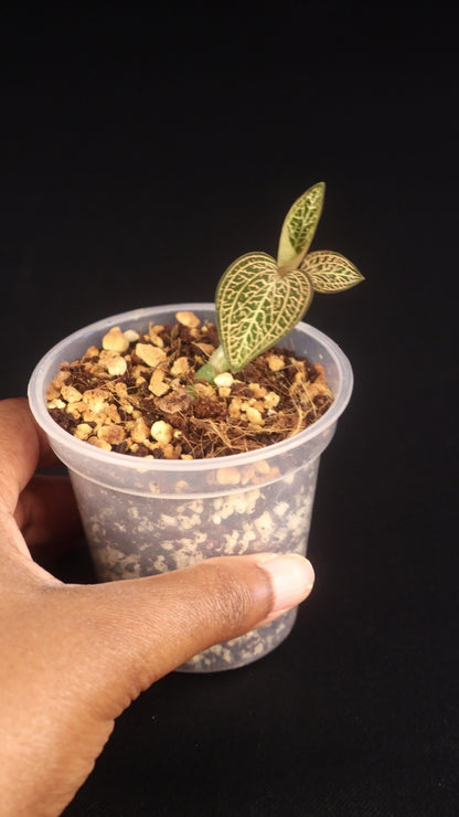 Ludisia discolor 'Dragon Fire' - A