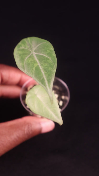 Alocasia Maharani Gold - A