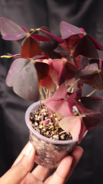Oxalis triangularis variegated (m11-A)