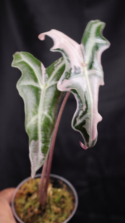 Alocasia sanderiana 'Nobilis' pink K (m02-A)
