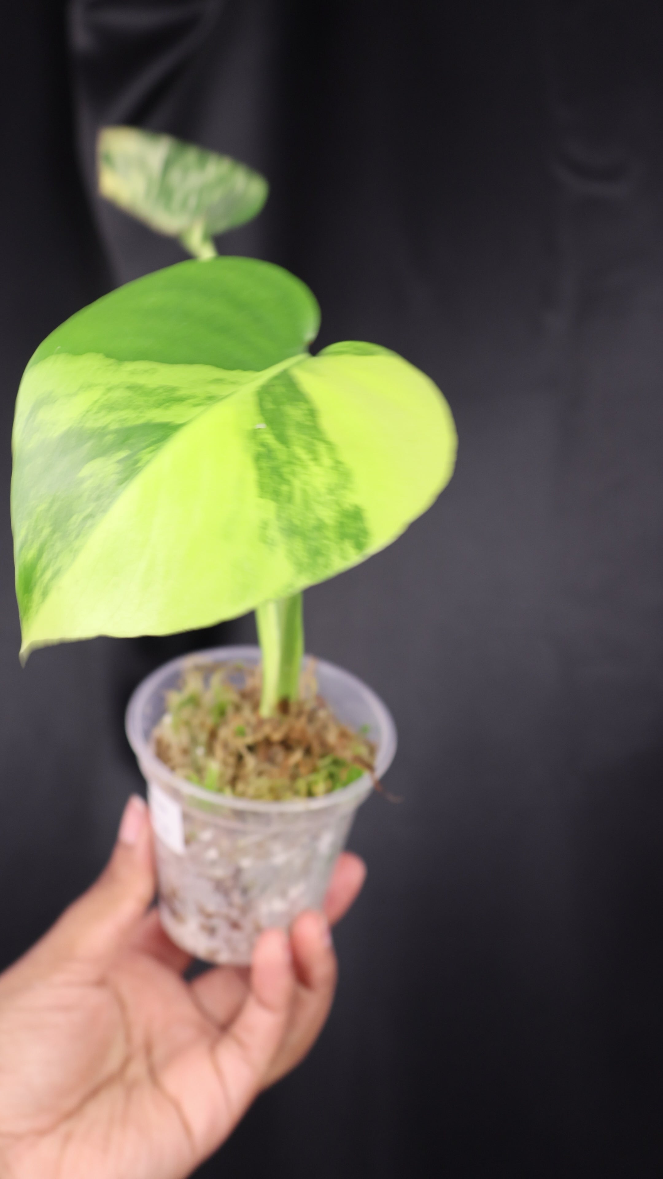 Monstera deliciosa 'Pom Pom' (m04-A) – Growing Lovely