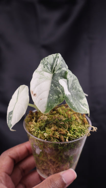 Alocasia melo albo (m11-B)