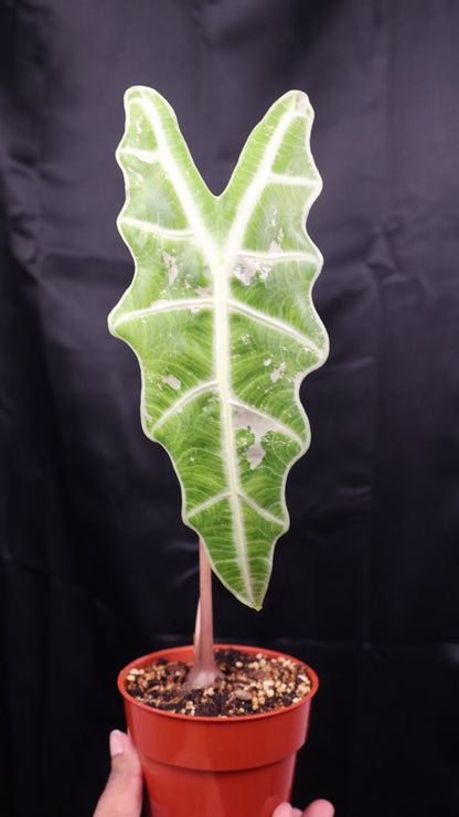 Alocasia sanderiana 'Bull' pink (m02-A)