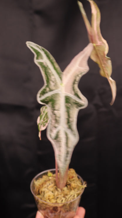 Alocasia sanderiana 'Nobilis' pink K (m12-A)
