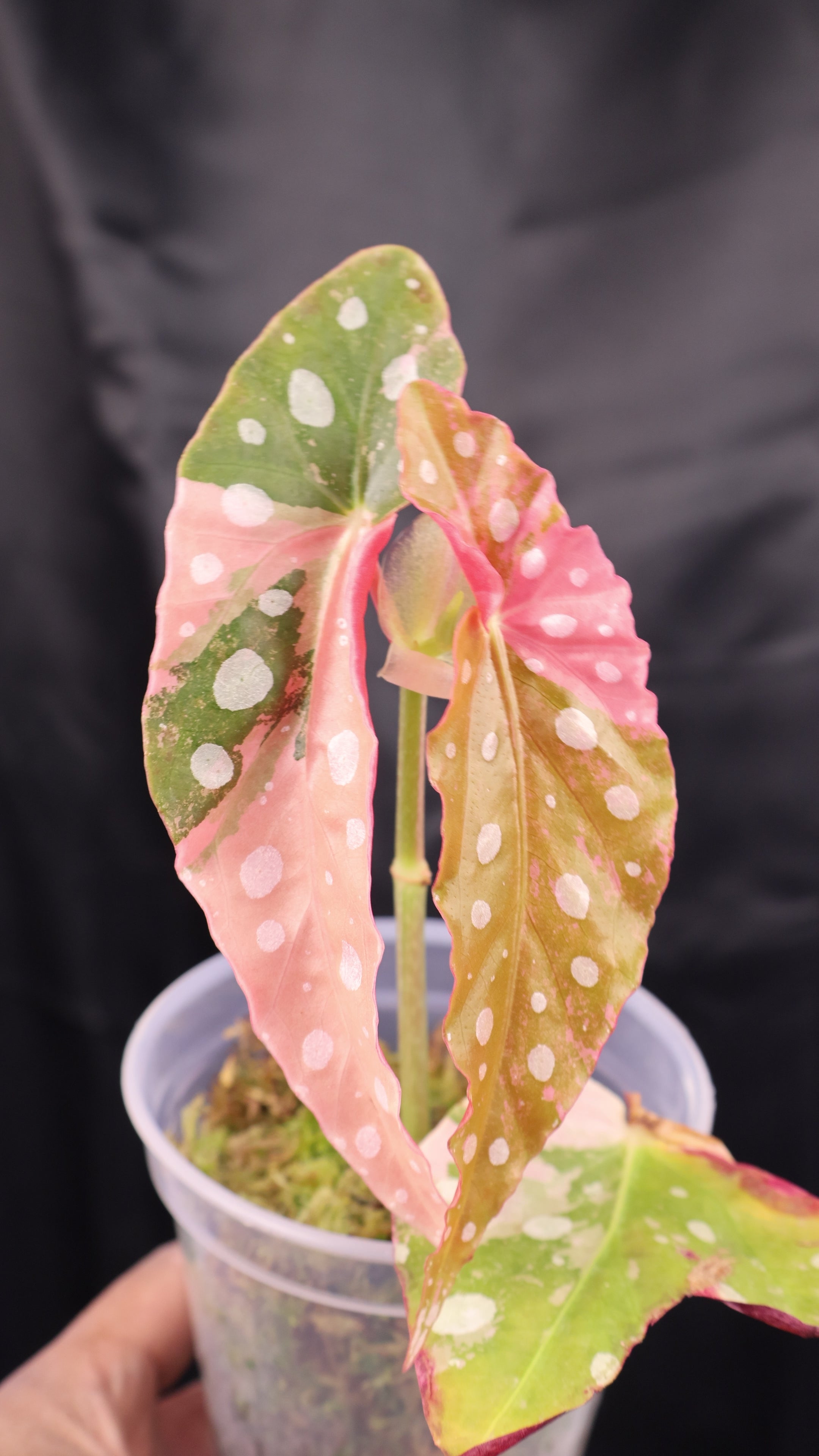 Begonia maculata pink variegated (m02-C) – Growing Lovely