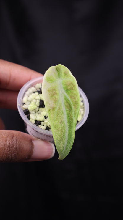 Alocasia reginula 'Ninja' tricolor splash (m02-C)