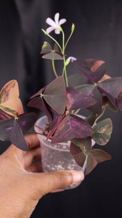 Oxalis triangularis variegated (m04-A)