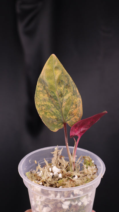 Syngonium erythrophyllum 'Red Arrow' (m04-A)