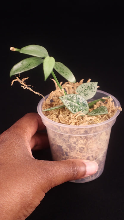 Hoya lacunosa 'Leopard Skin' - A