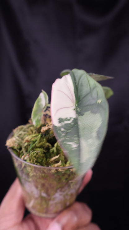 Alocasia nebula albo (m12-A)