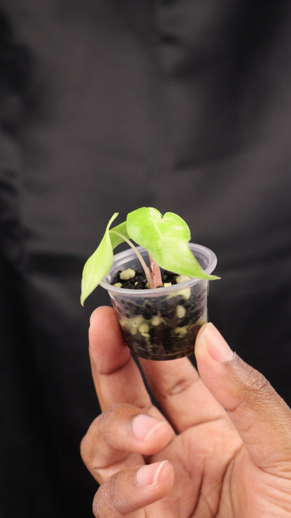 Alocasia Nairobi Night albo (m12-A)