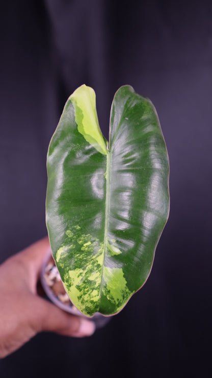 Philodendron Burle Marx variegated *Grower's Choice*