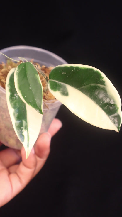 Hoya carnosa 'Krimson Queen' - A
