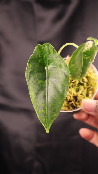 Alocasia venusta aurea variegated (m11-A)