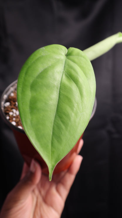 Syngonium chiapense (m11-A)