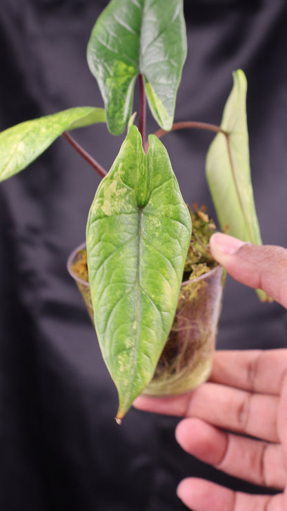 Alocasia scalprum aurea (m11-B)