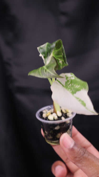 Alocasia Regal Shield albo (m12-A)