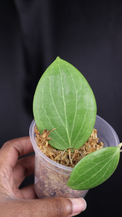 Hoya nicholsoniae (m04-A)