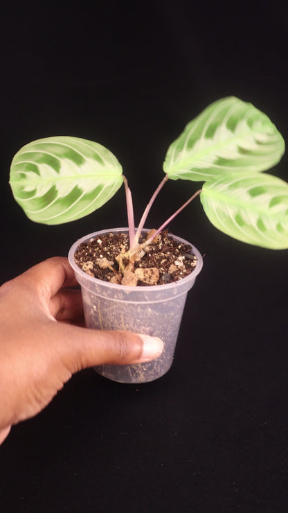 Maranta leuconeura 'Massangeana' (Black Maranta) - A
