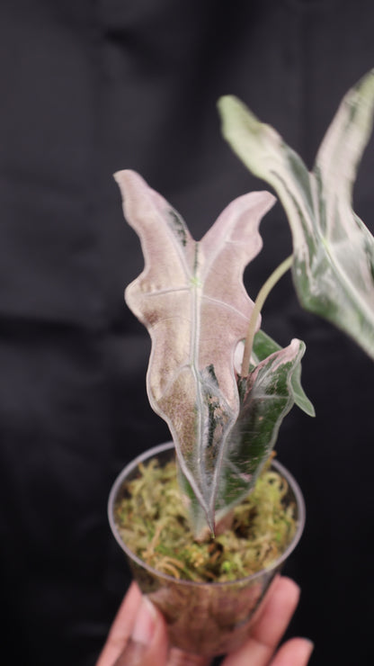 Alocasia sanderiana 'Nobilis' pink K (m12-B)