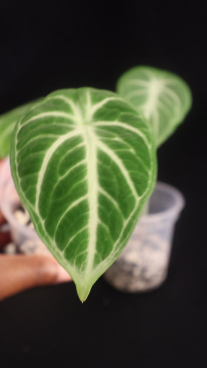 Alocasia reginula 'Ninja' - Grower's Choice