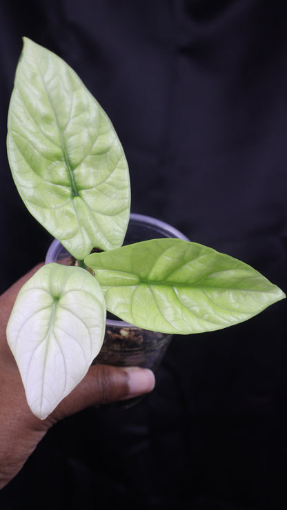 Alocasia sinuata mint (m11-B) *plus 1 corm*