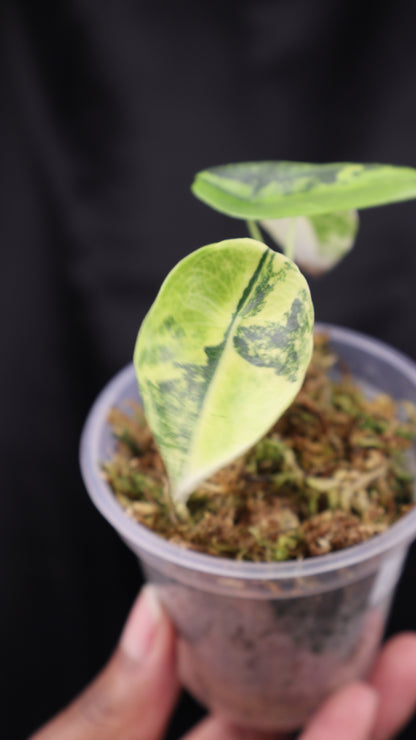 Alocasia venusta aurea variegated (m02-A)