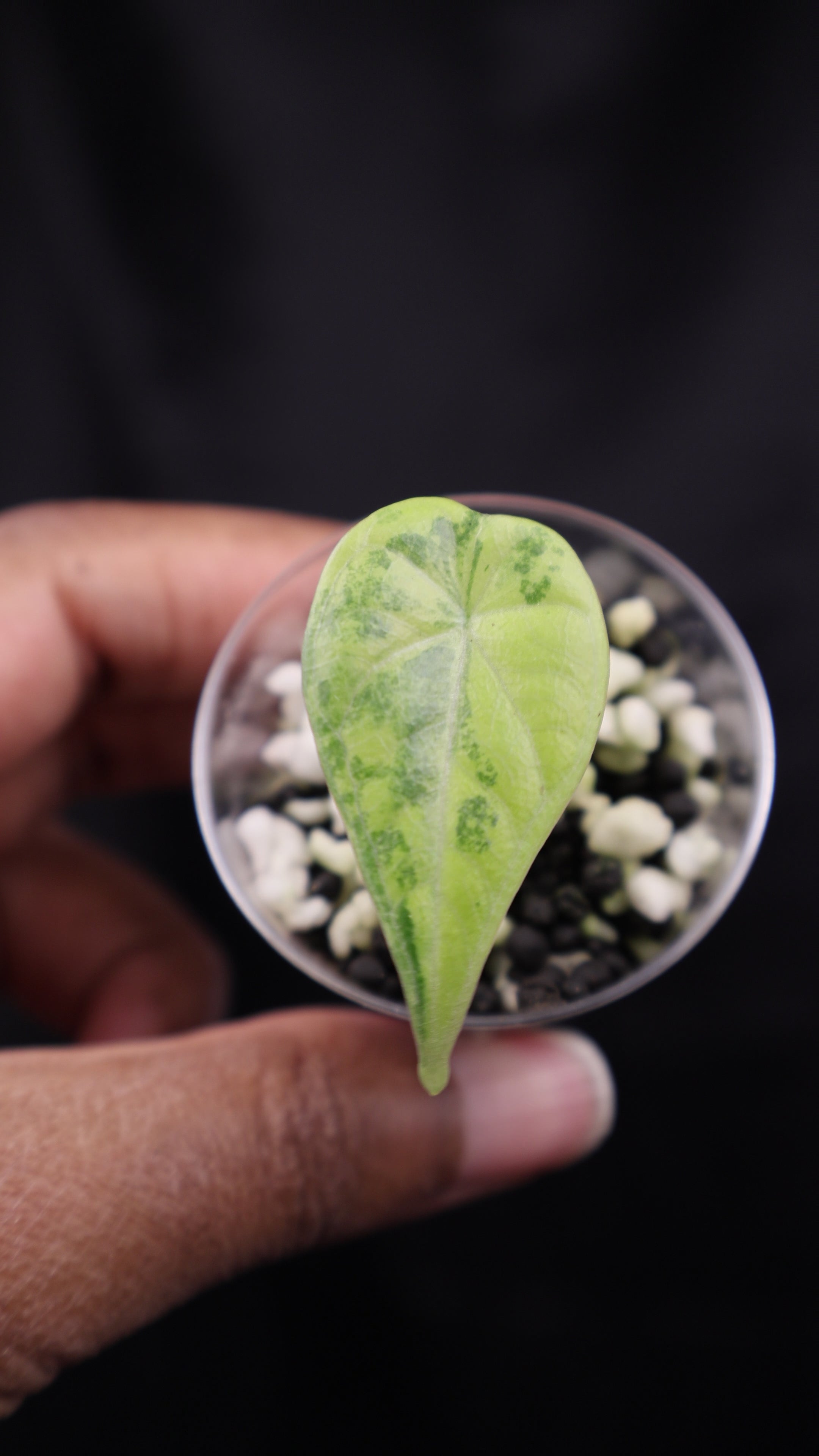 Alocasia Maharani gold (m02-A) – Growing Lovely