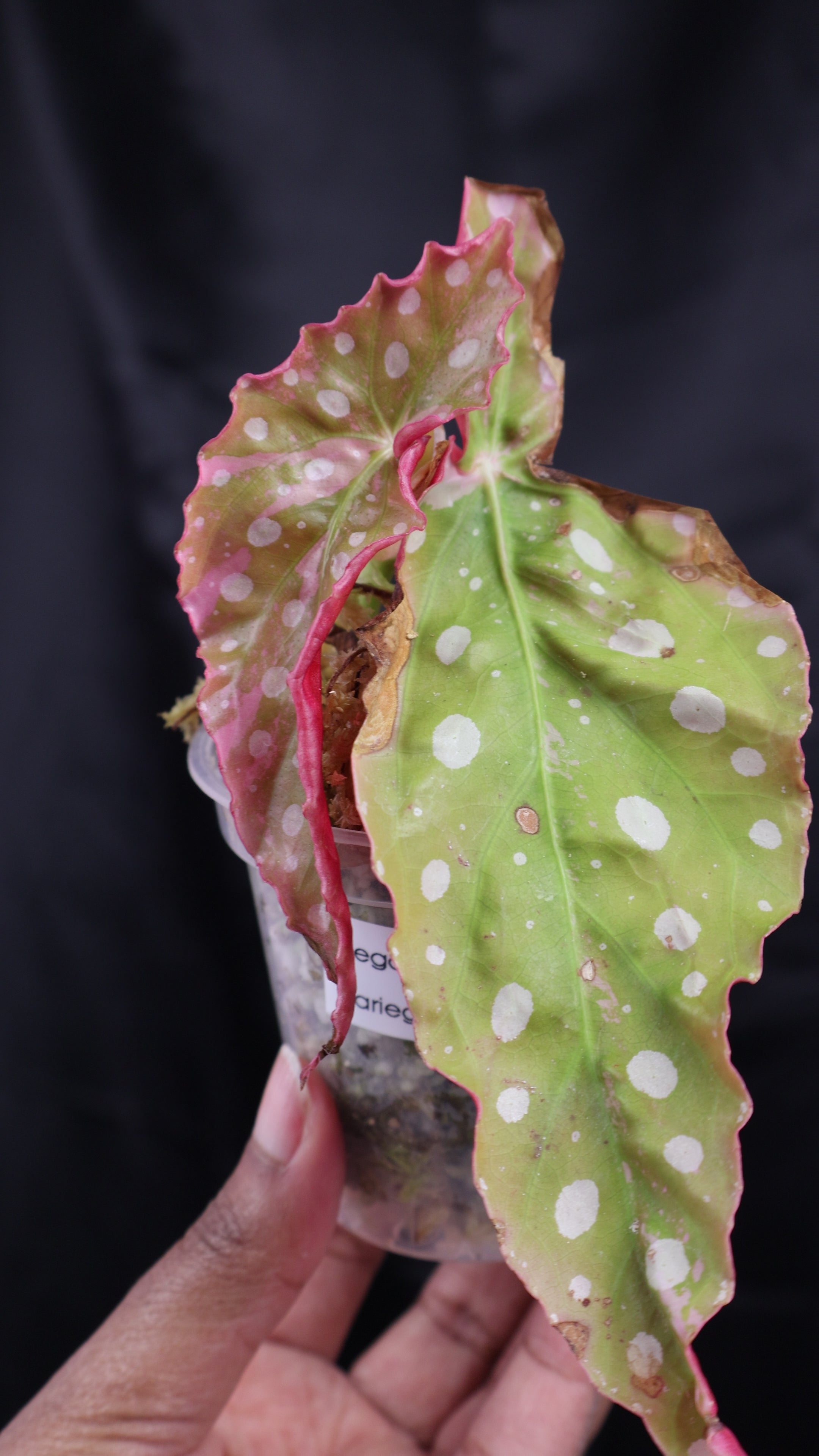 Begonia maculata pink variegated (m02-B) – Growing Lovely