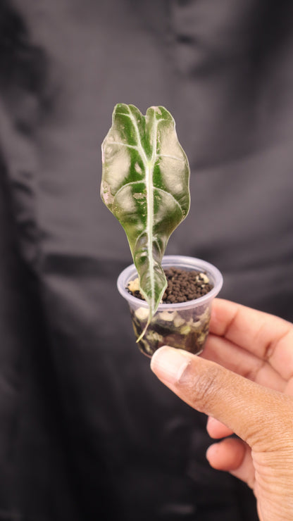 Alocasia sanderiana Bull pink (m12-A)