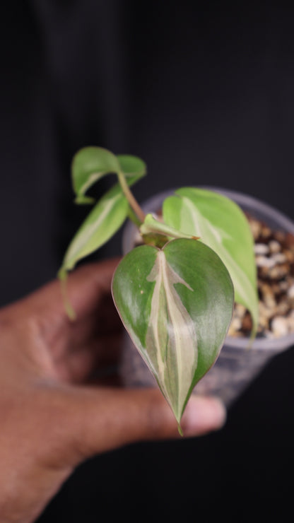 Philodendron hederaceum 'Rio' (m04-A)